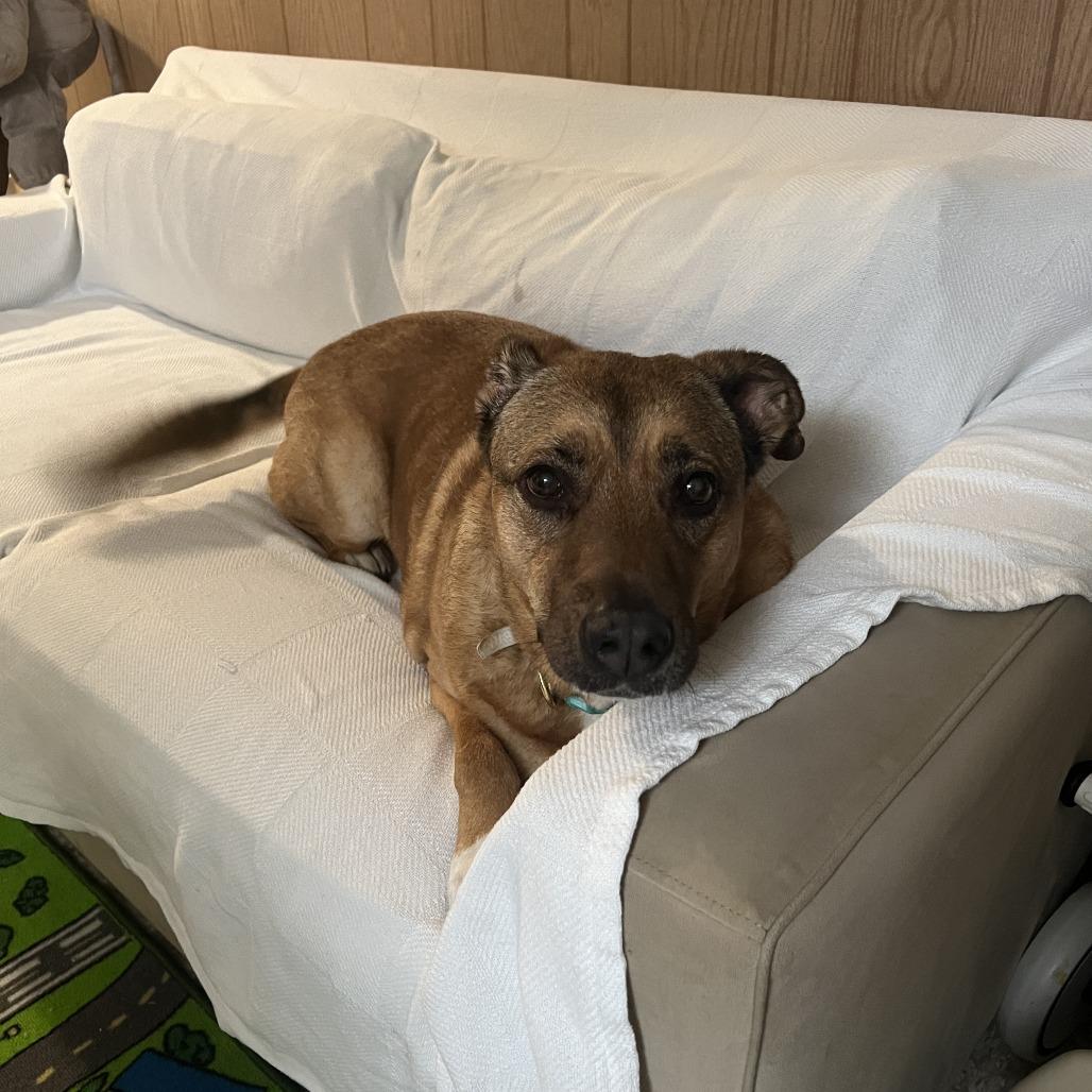 Koda, Adoptable, Senior Male Shepherd & Hound.