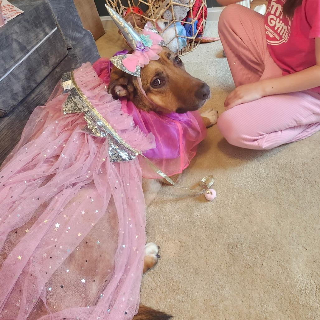 Enlarge Koda, a Adoptable mixed breed in Fairfax Station, VA image 2/6