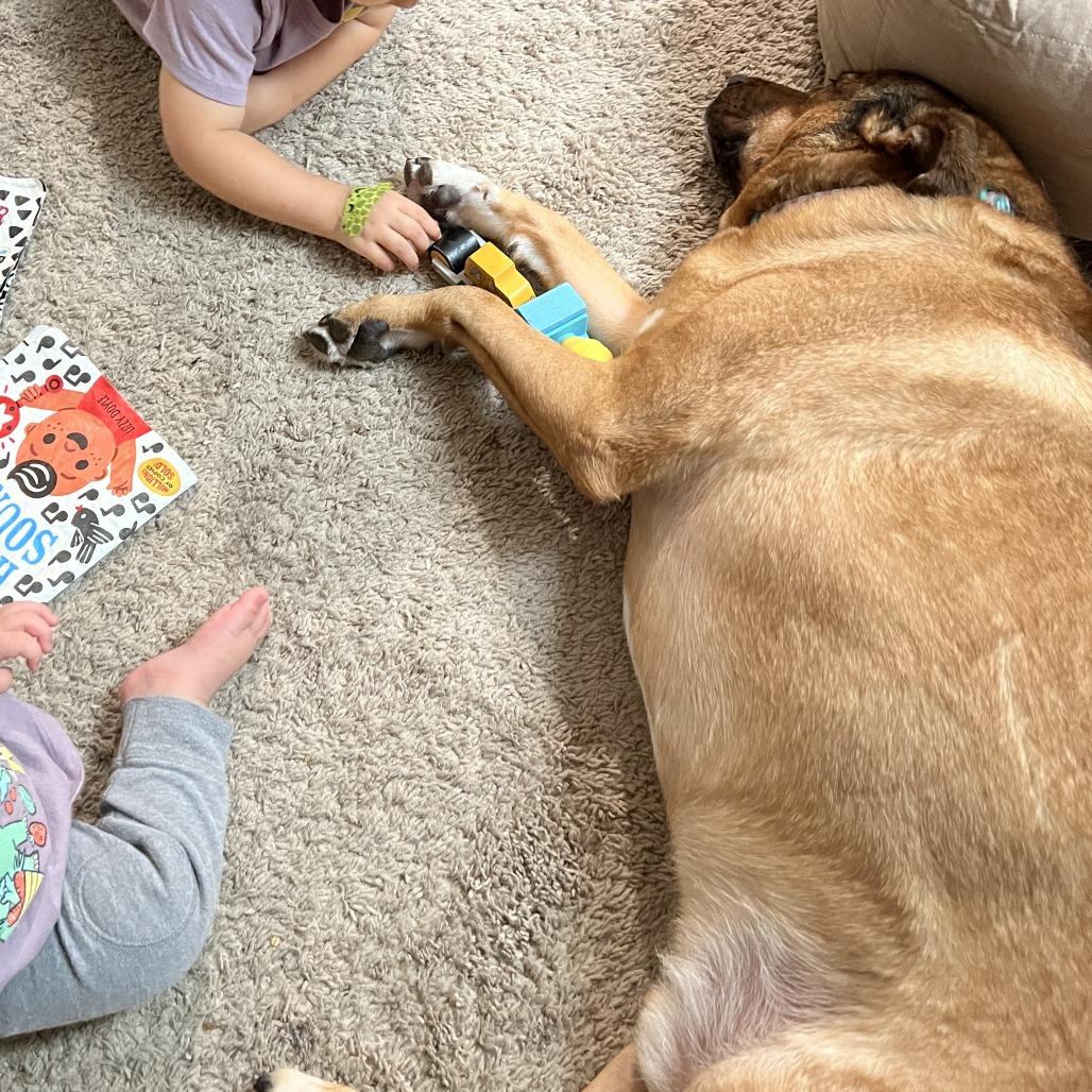 Enlarge Koda, a Adoptable mixed breed in Fairfax Station, VA image 2/6