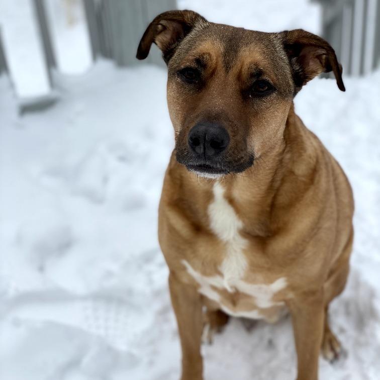 Enlarge Koda, a Adoptable mixed breed in Fairfax Station, VA image 4/6