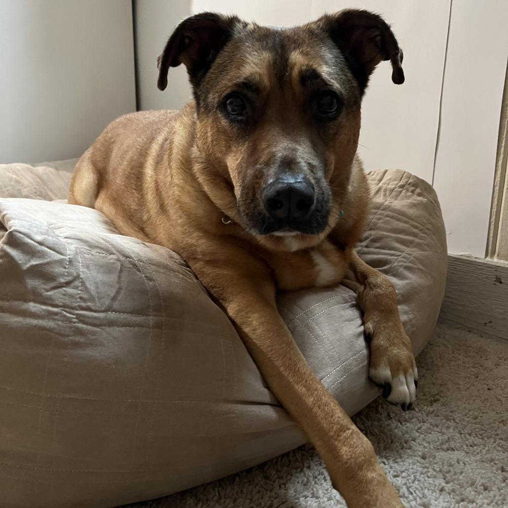 Enlarge Koda, a Adoptable mixed breed in Fairfax Station, VA image 5/6