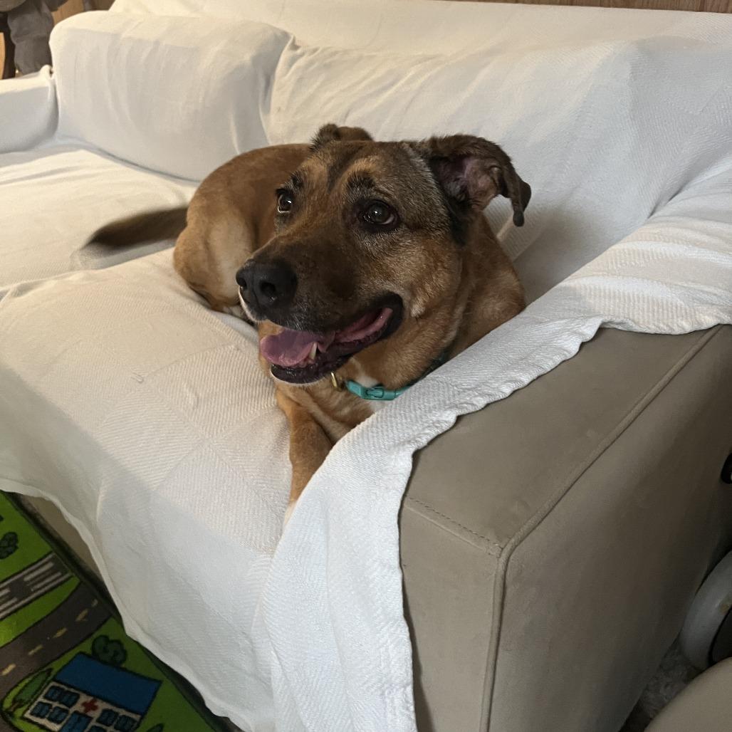 Enlarge Koda, a Adoptable mixed breed in Fairfax Station, VA image 6/6