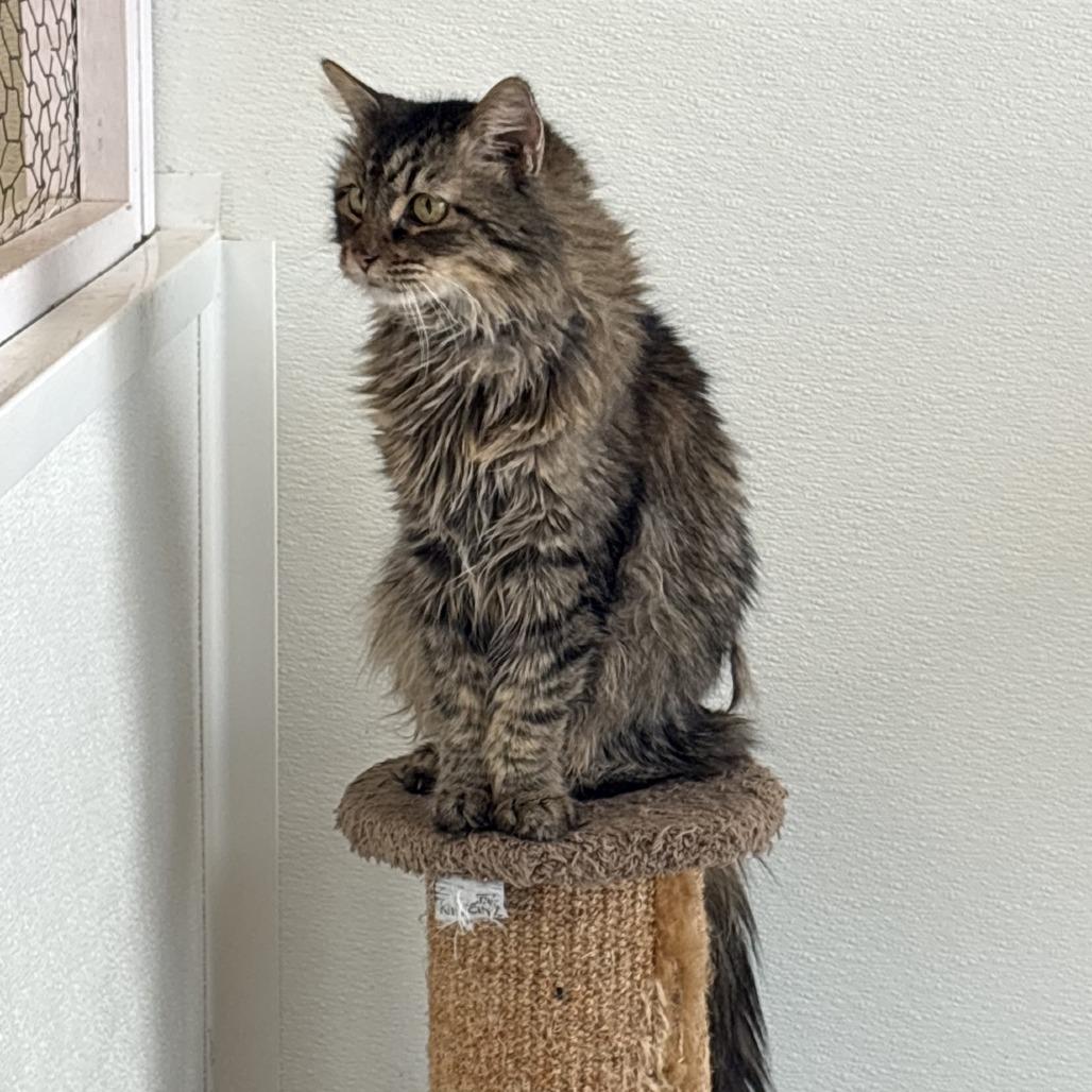 Enlarge Bonnie, a Adoptable Domestic Short Hair in Branson, MO image 1/6
