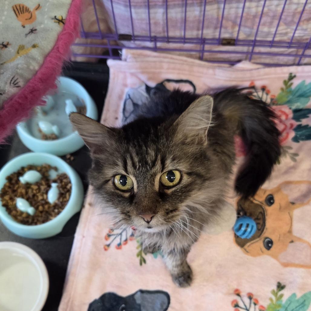 Bonnie, a Adoptable Domestic Short Hair in Branson, MO image 2/3