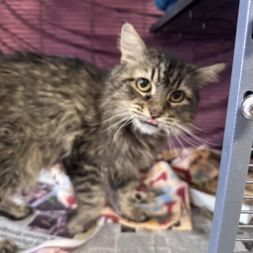 Bonnie, a Adoptable Domestic Short Hair in Branson, MO image 3/6