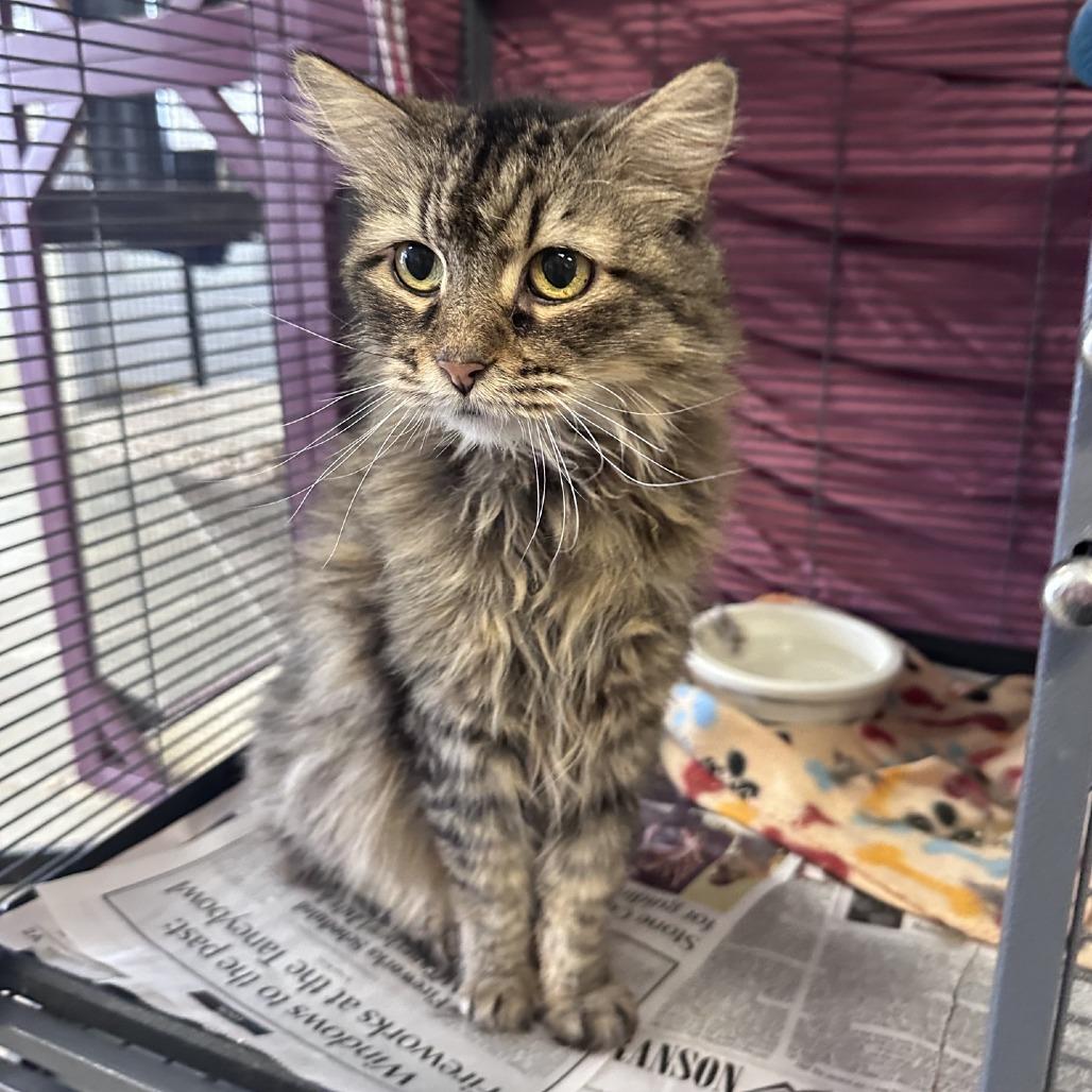 Bonnie, a Adoptable Domestic Short Hair in Branson, MO image 4/6
