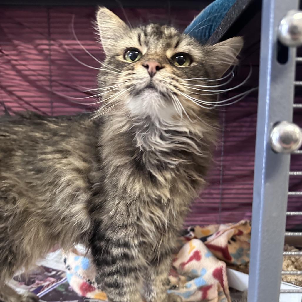 Bonnie, a Adoptable Domestic Short Hair in Branson, MO image 5/6