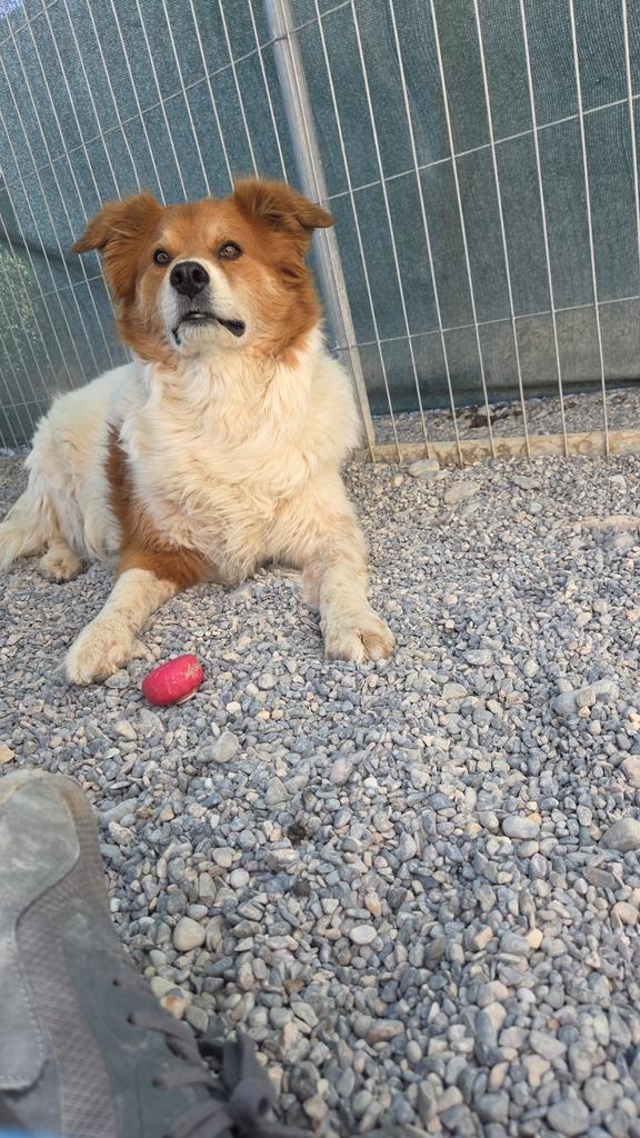 Enlarge Osso, a Adoptable mixed breed in Pahrump, NV image 1/3