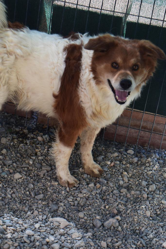 Enlarge Osso, a Adoptable mixed breed in Pahrump, NV image 2/3