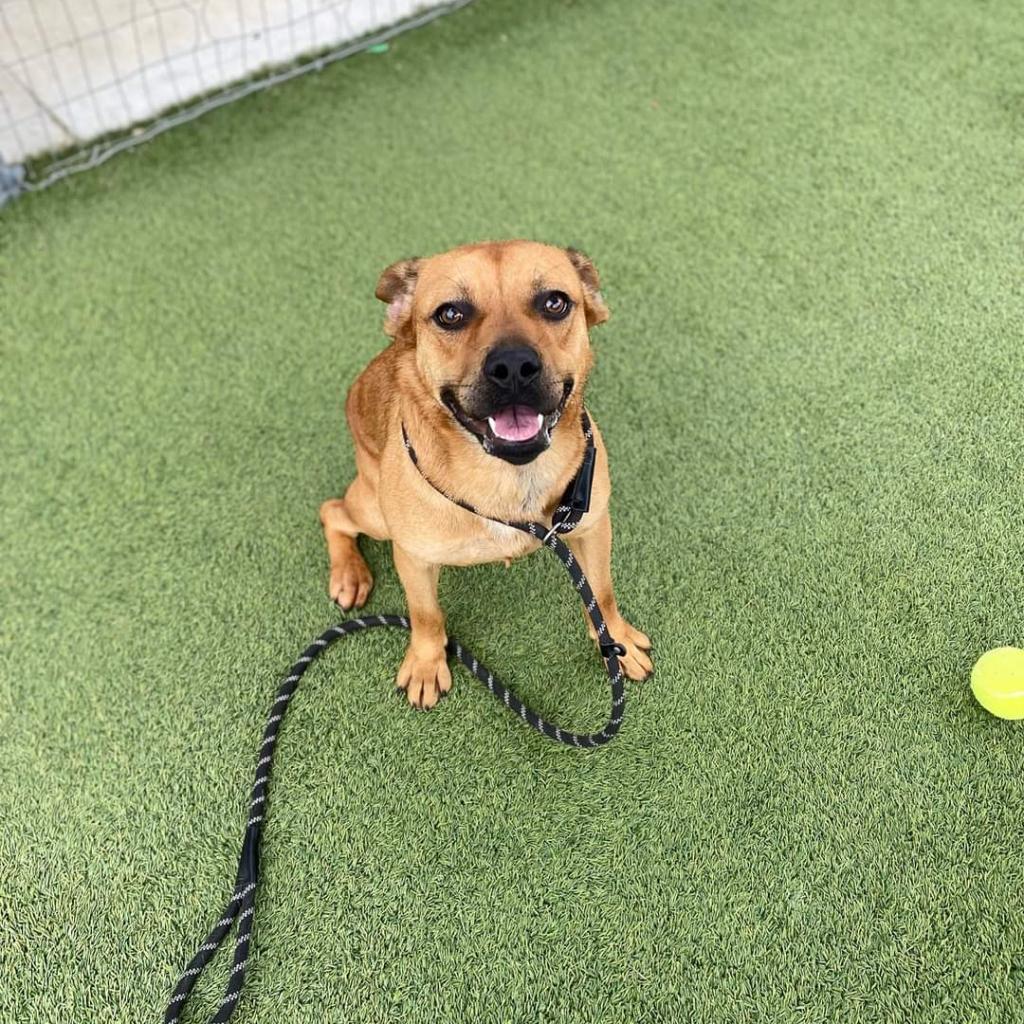 Seven aka Stevie, Adoptable, Adult Male Labrador Retriever & Mixed Breed.