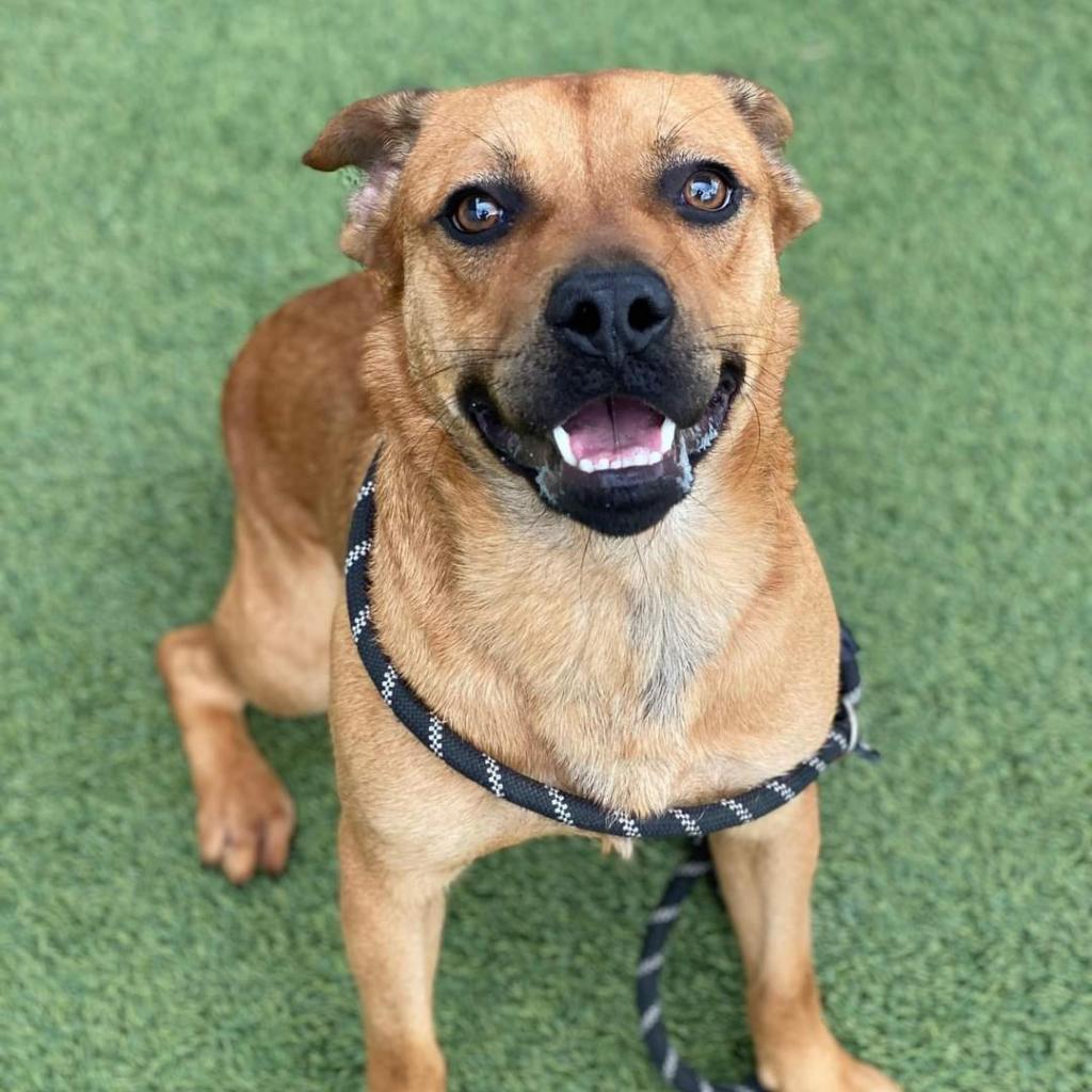 Enlarge Seven aka Stevie, a Adoptable mixed breed in Tomball, TX image 2/6