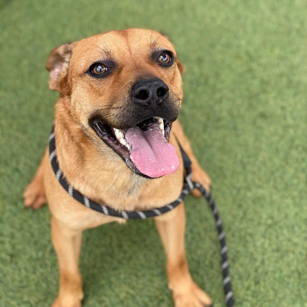 Enlarge Seven aka Stevie, a Adoptable mixed breed in Tomball, TX image 3/6