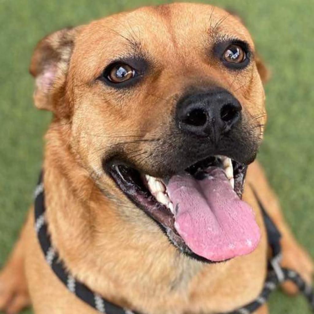Enlarge Seven aka Stevie, a Adoptable mixed breed in Tomball, TX image 5/6