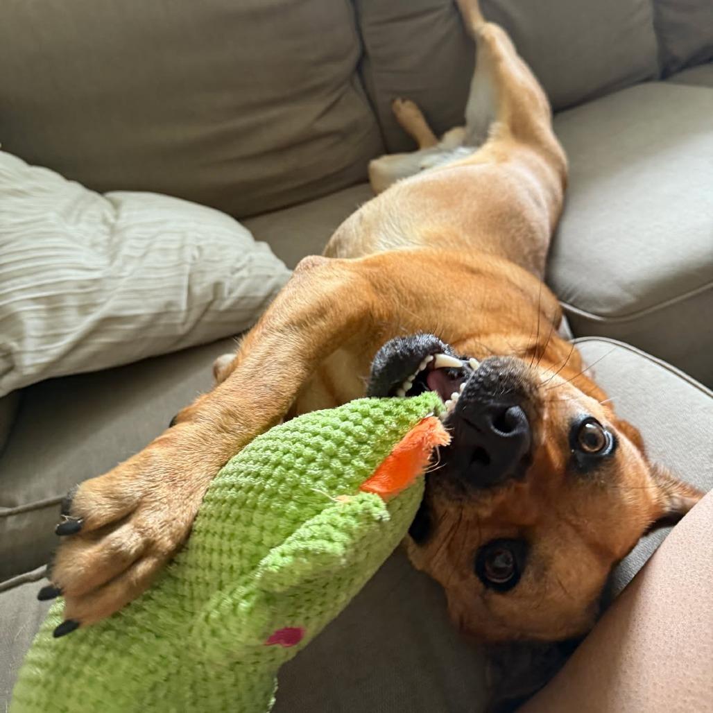 Enlarge Seven aka Stevie, a Adoptable mixed breed in Tomball, TX image 6/6