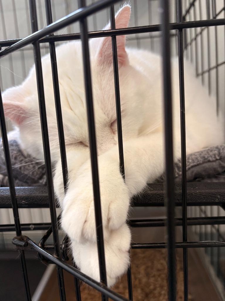 Kiki 2.0, a Adoptable mixed breed in Cumberland, ME image 1/3