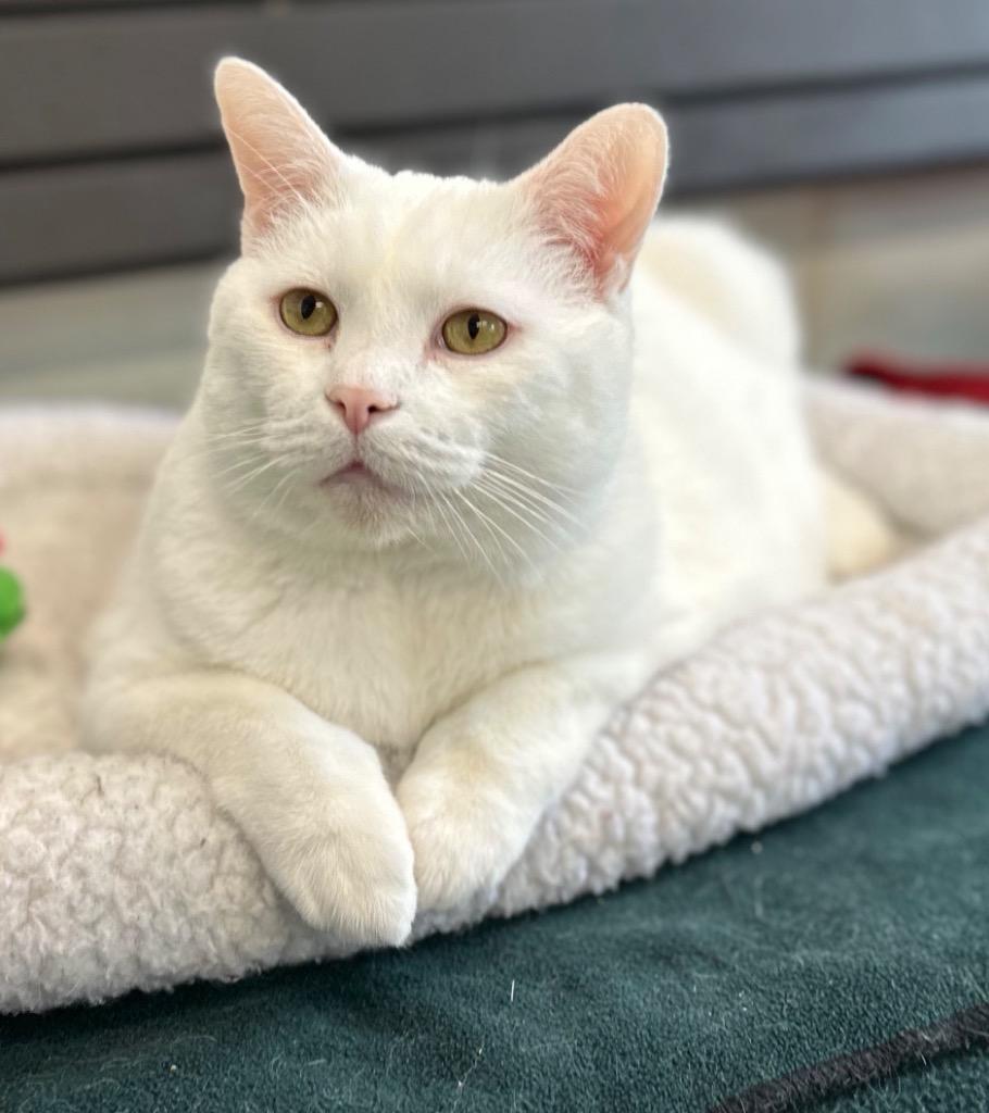 Kiki 2.0, a Adoptable mixed breed in Cumberland, ME image 2/3