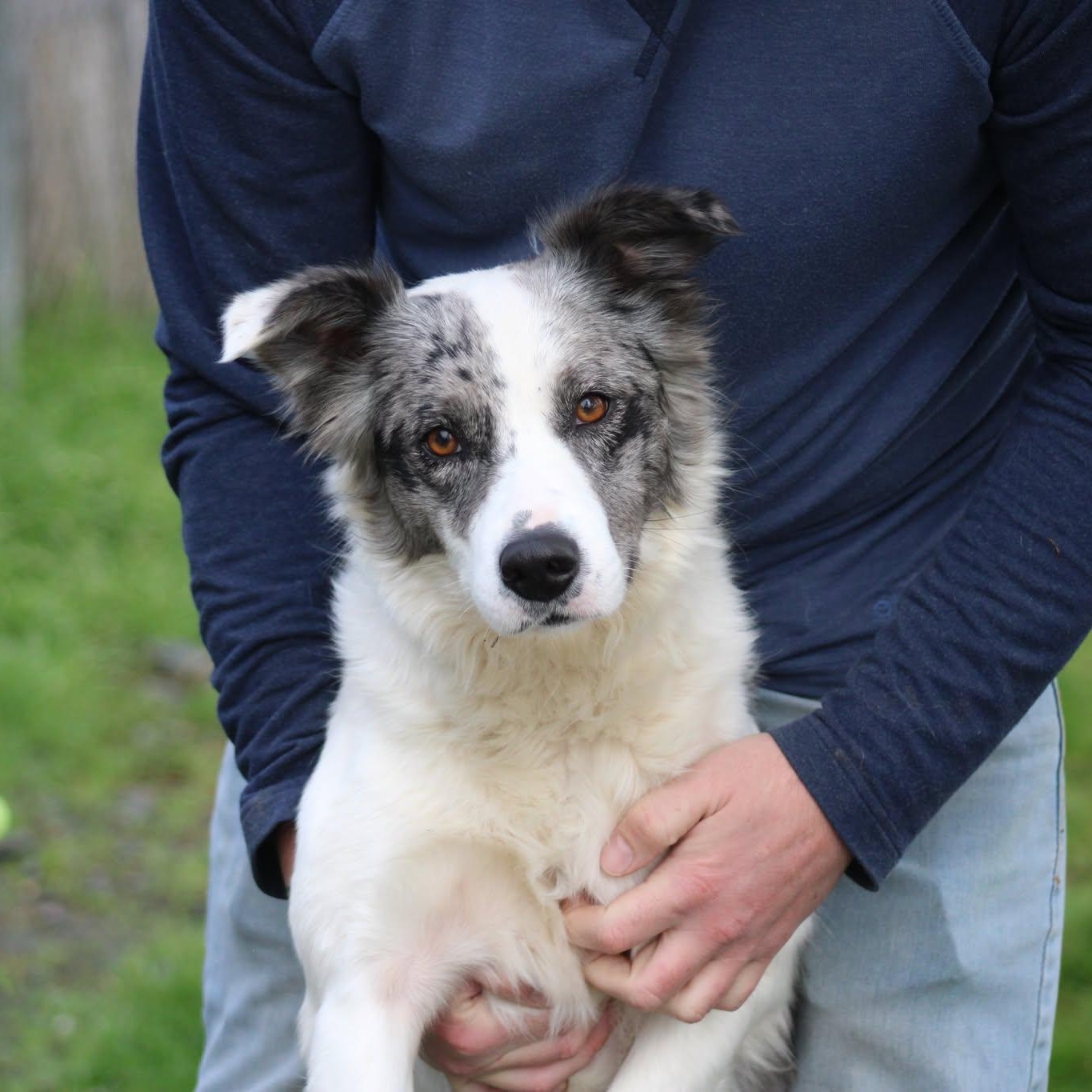 Freckles, ADOPTABLE, Young Female Australian Shepherd.