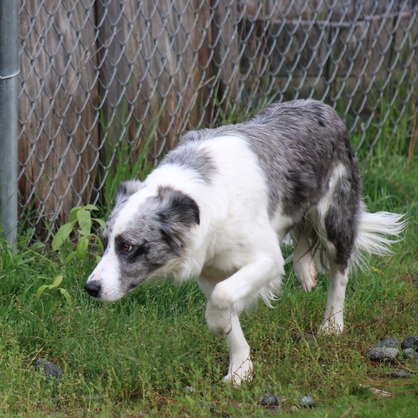 Freckles, a ADOPTABLE mixed breed in Weaverville, CA image 2/5