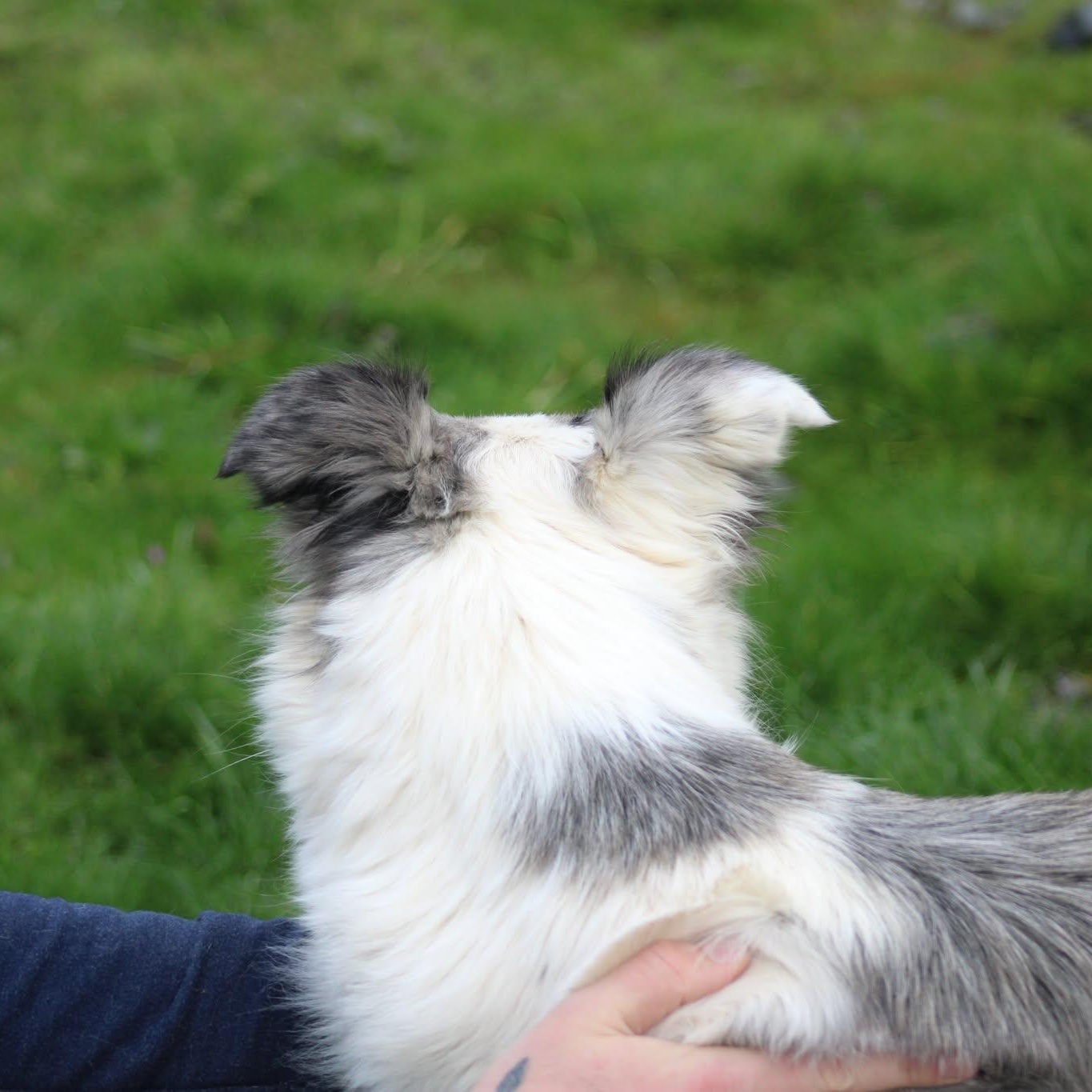 Freckles, a ADOPTABLE mixed breed in Weaverville, CA image 3/5