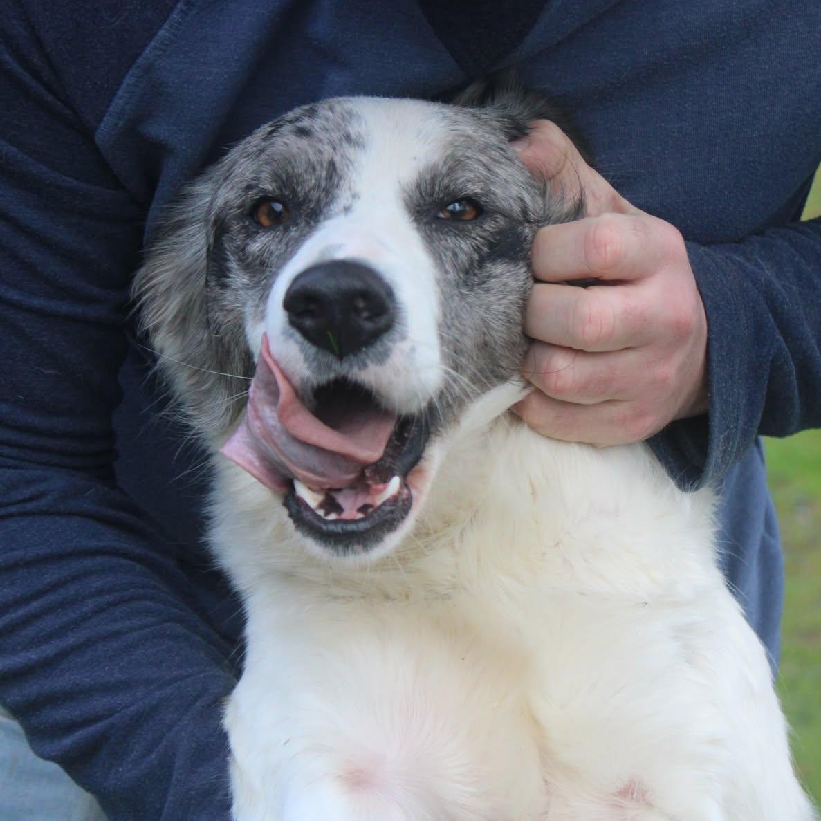Freckles, a ADOPTABLE mixed breed in Weaverville, CA image 4/5