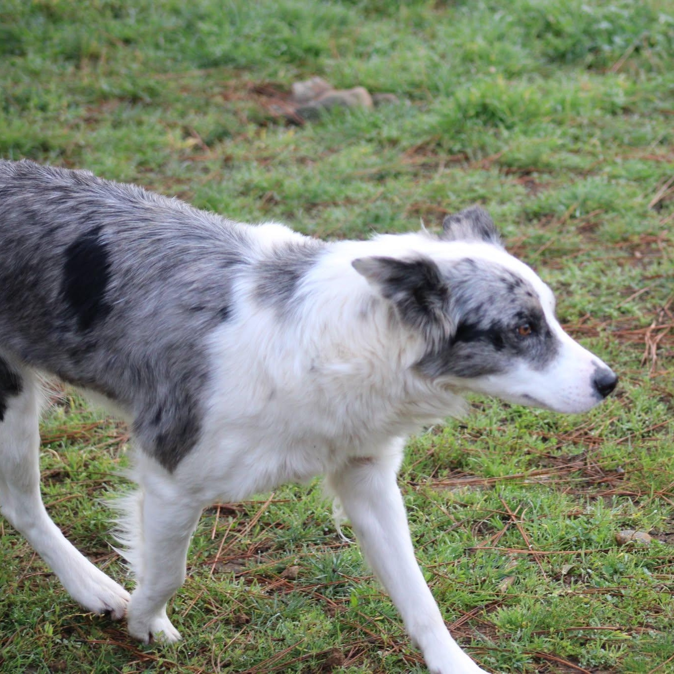 Freckles, a ADOPTABLE mixed breed in Weaverville, CA image 5/5