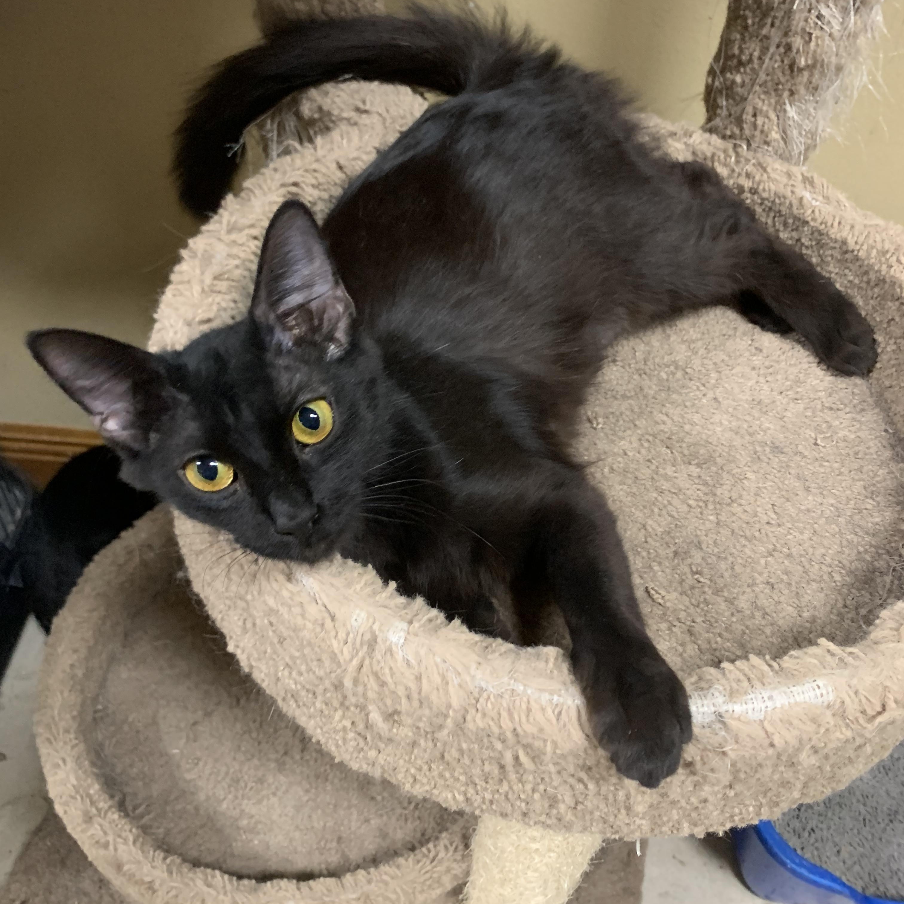 JESSICA, Adoptable, Kitten Male Domestic Medium Hair.