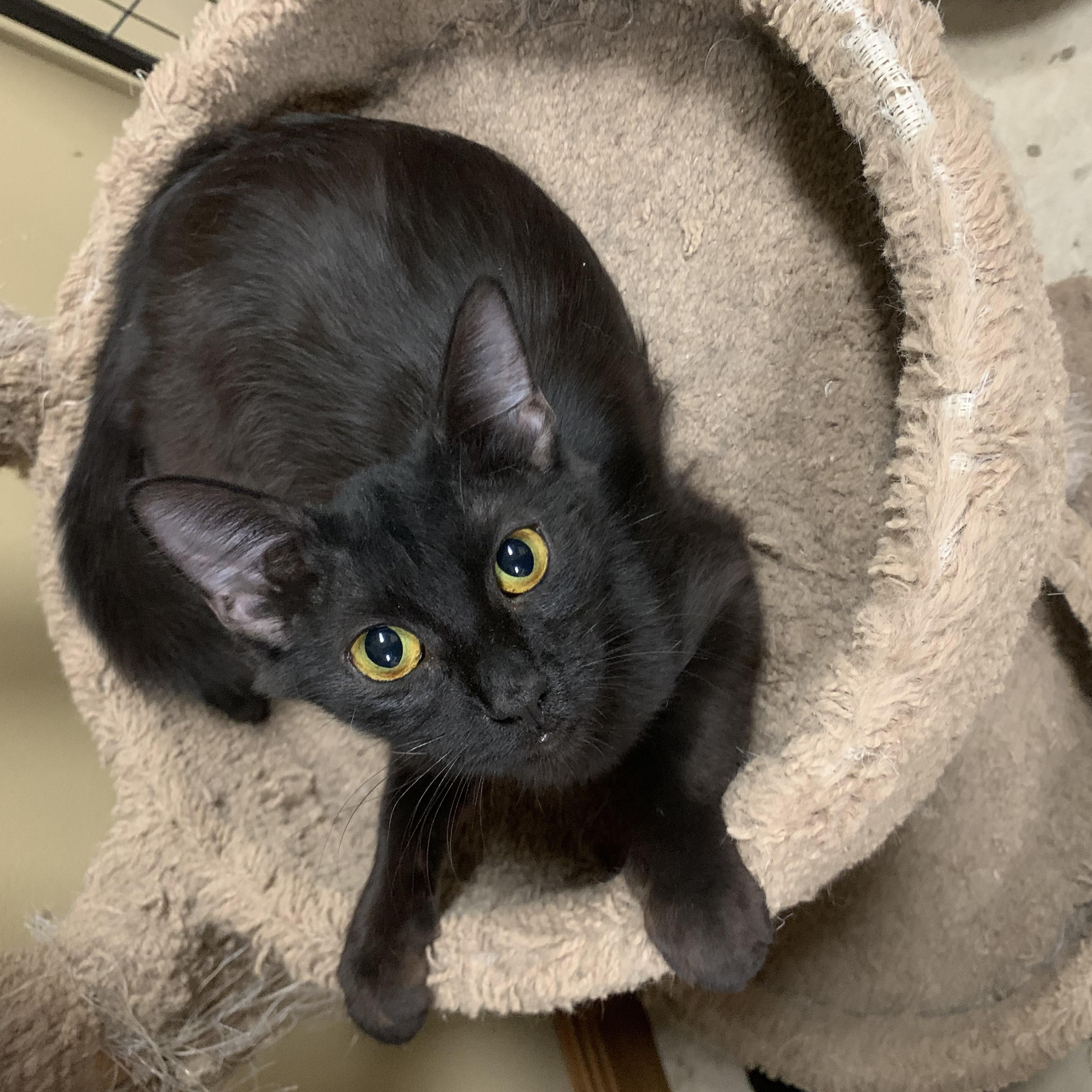 Enlarge JESSICA, a Adoptable mixed breed in Warwick, RI image 2/3