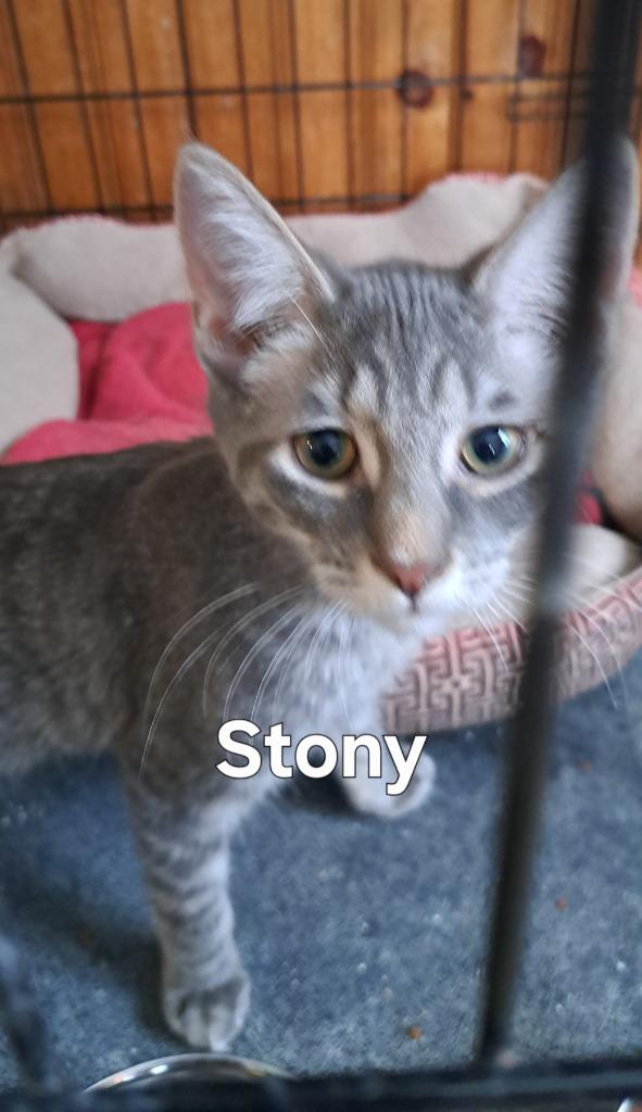Stony, Adoptable, Young Male Domestic Short Hair.