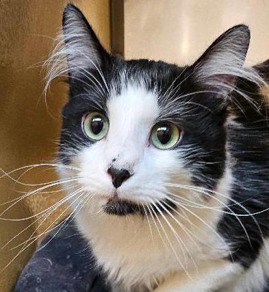 Muggins, ADOPTABLE, Adult Male Domestic Medium Hair.