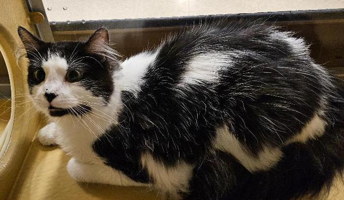 Muggins, a ADOPTABLE Domestic Medium Hair in Tulsa, OK image 2/2