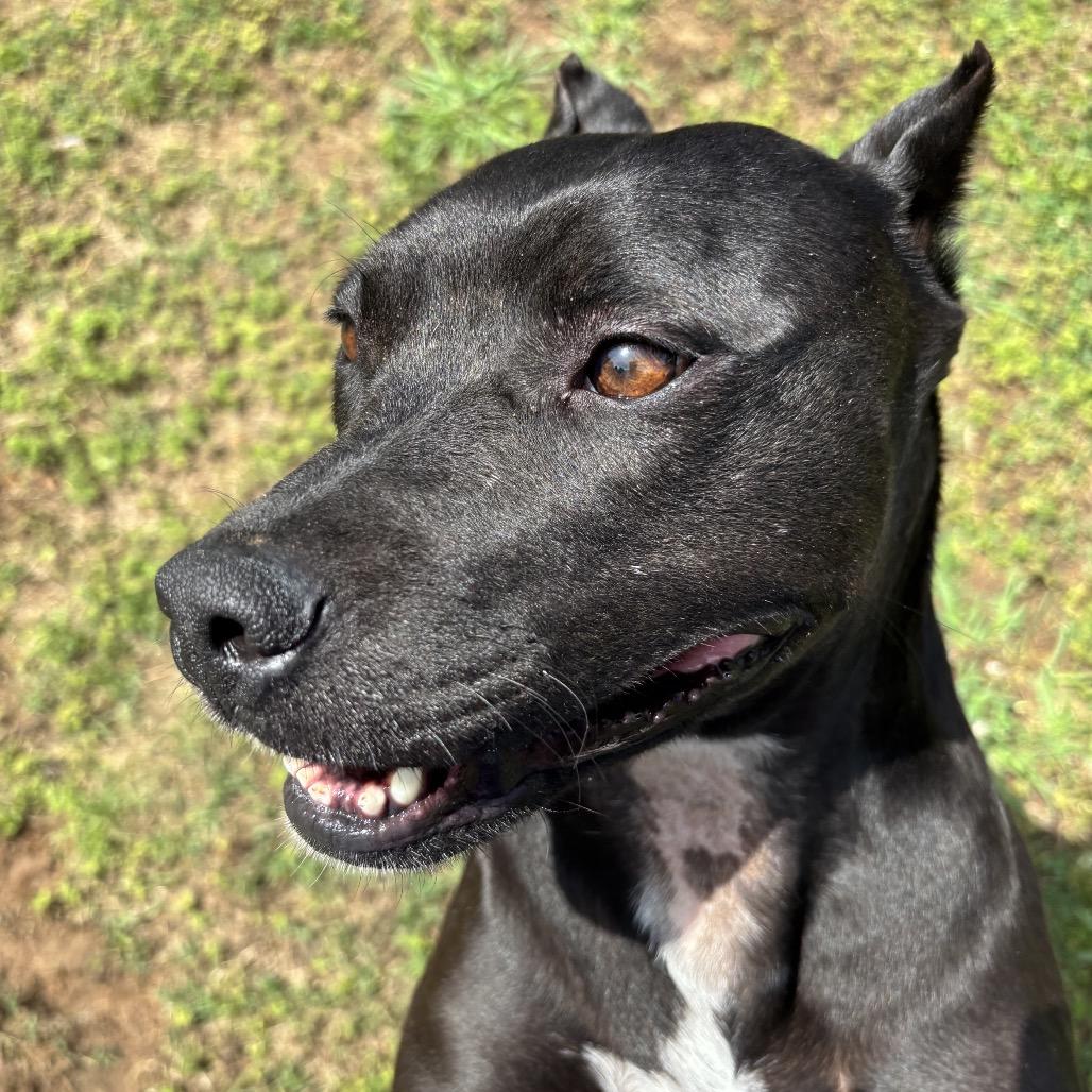 Enlarge Sassy, a Adoptable Pit Bull Terrier in Starkville, MS image 1/6