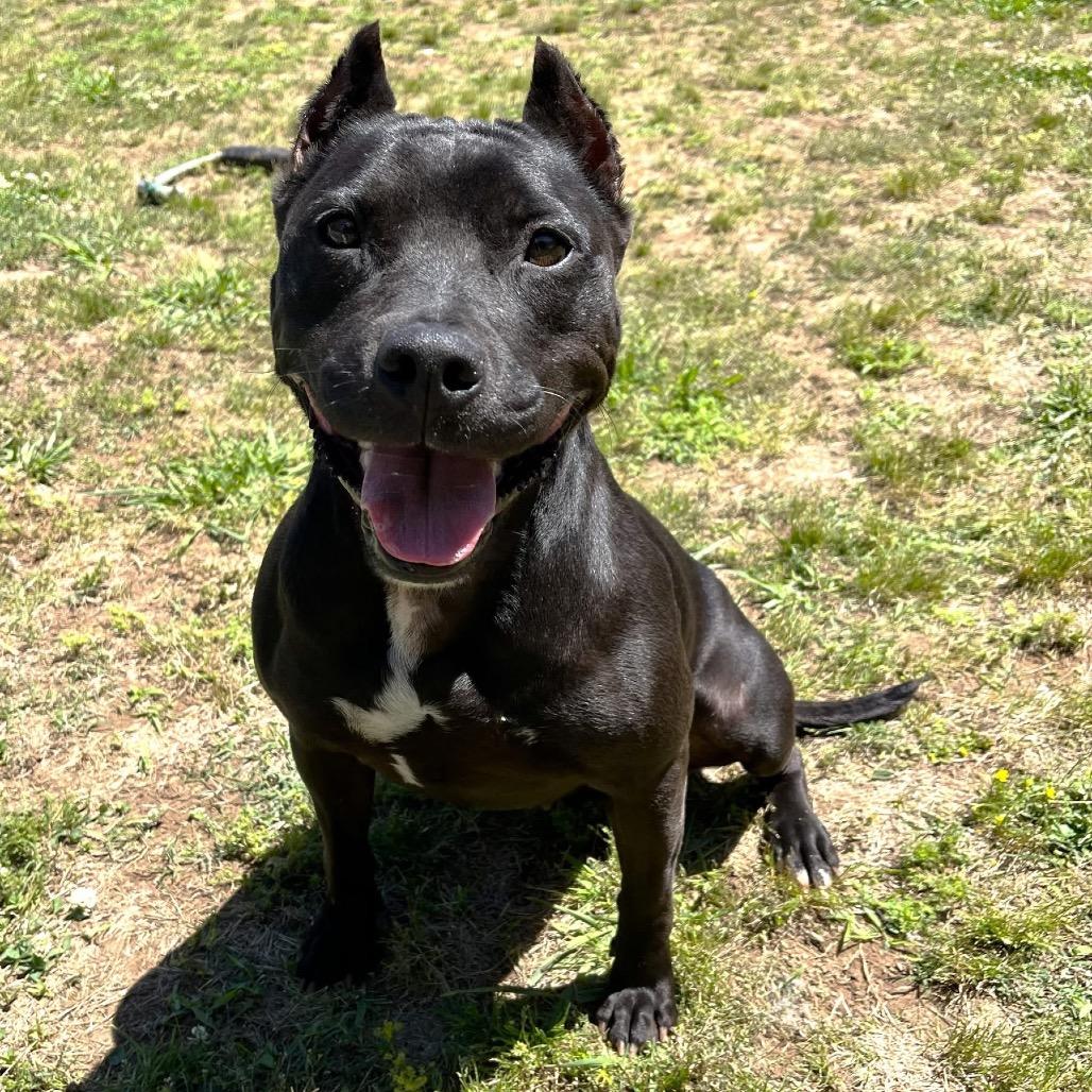 Enlarge Sassy, a Adoptable Pit Bull Terrier in Starkville, MS image 2/6