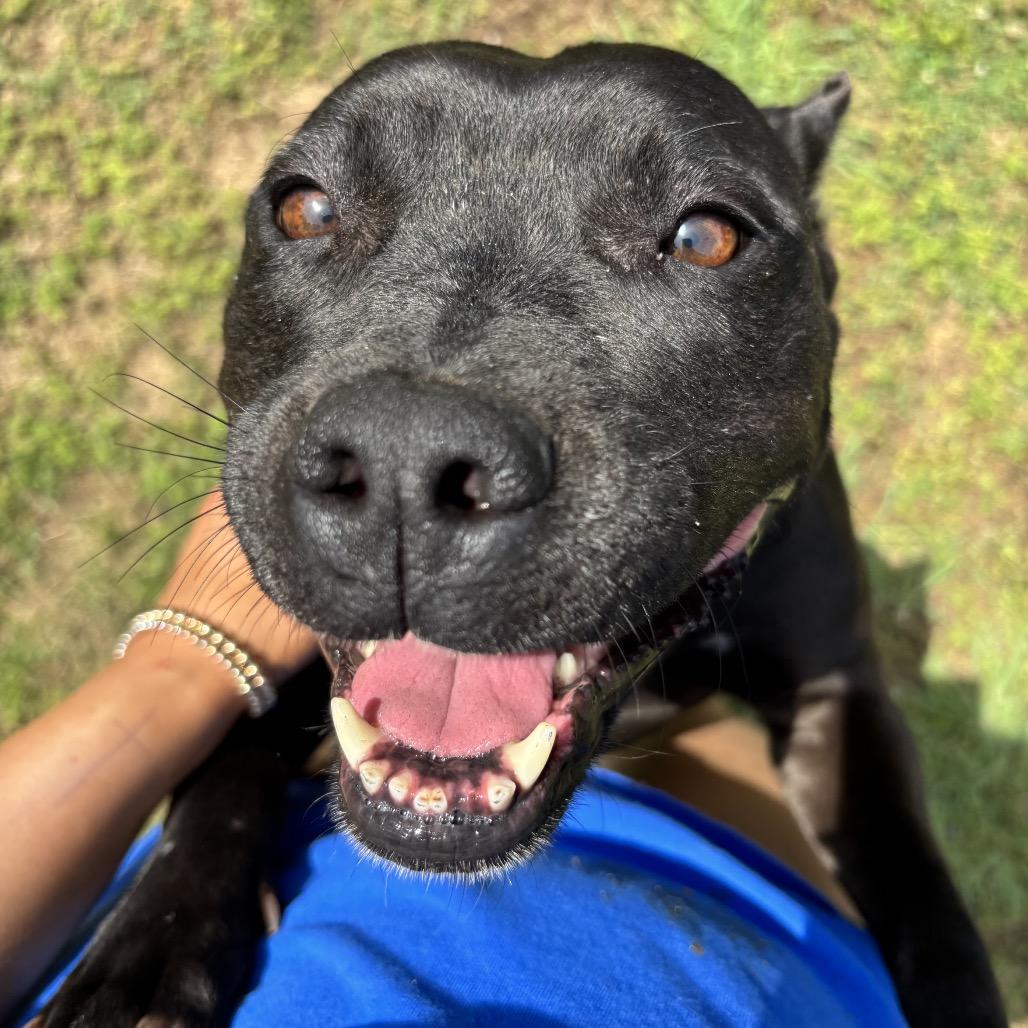Enlarge Sassy, a Adoptable Pit Bull Terrier in Starkville, MS image 3/6