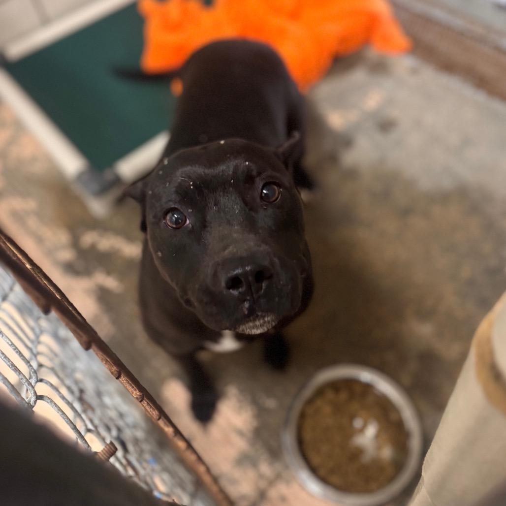 Enlarge Sassy, a Adoptable Pit Bull Terrier in Starkville, MS image 4/6