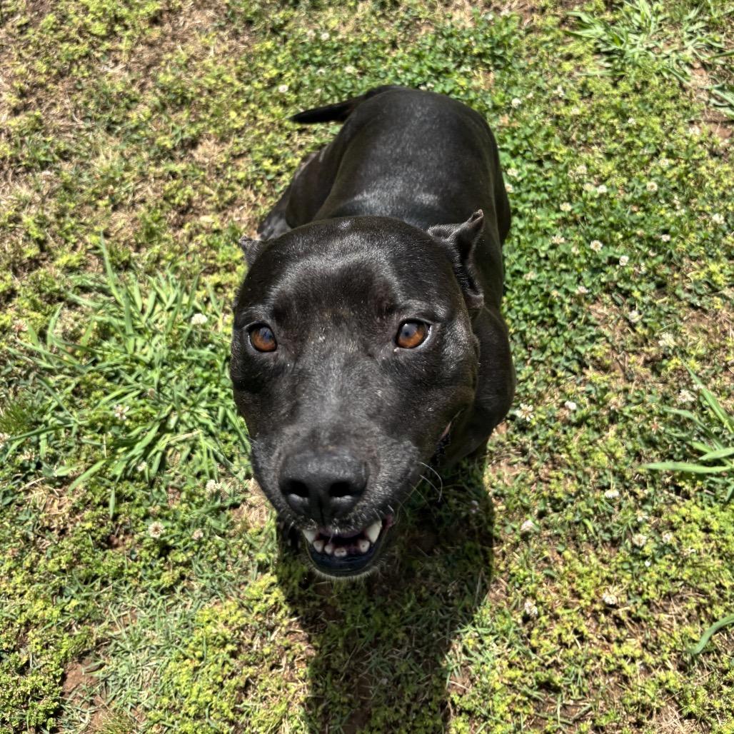 Enlarge Sassy, a Adoptable Pit Bull Terrier in Starkville, MS image 5/6