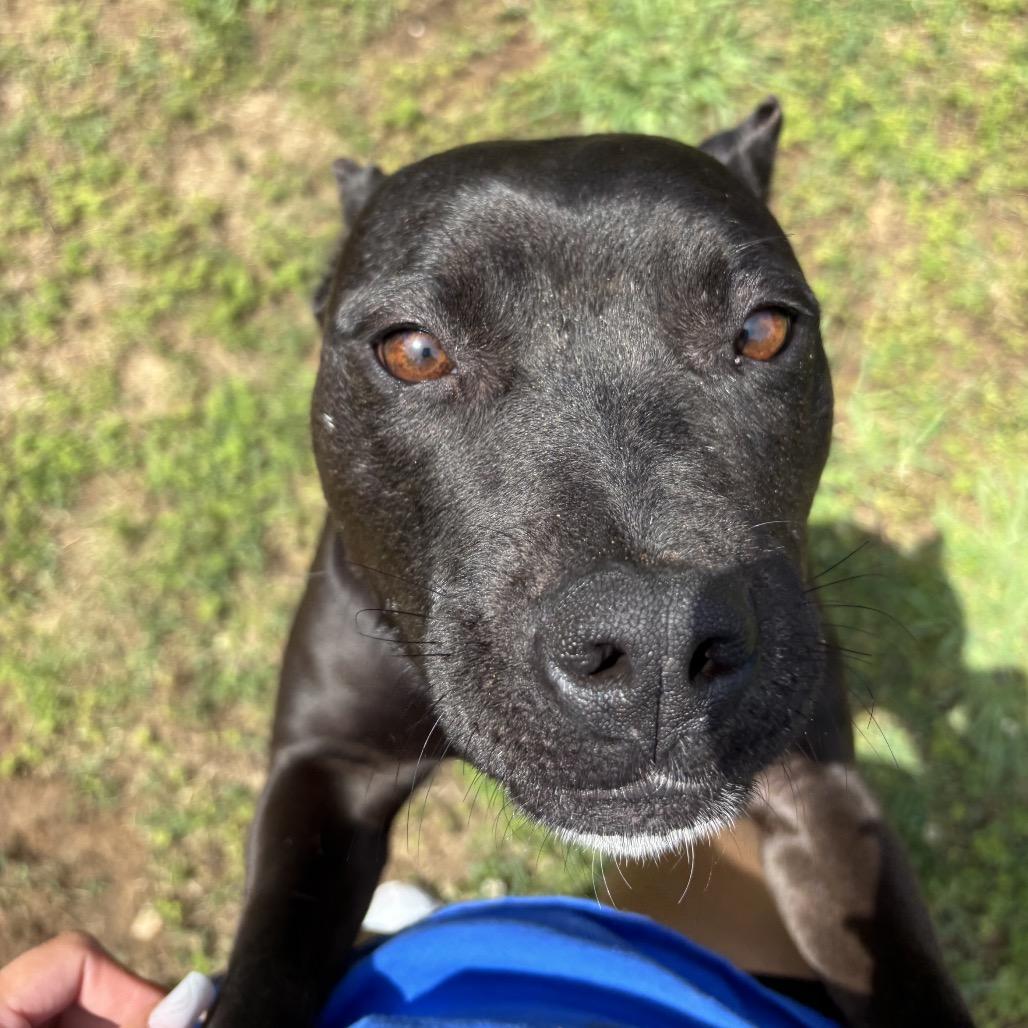 Enlarge Sassy, a Adoptable Pit Bull Terrier in Starkville, MS image 6/6