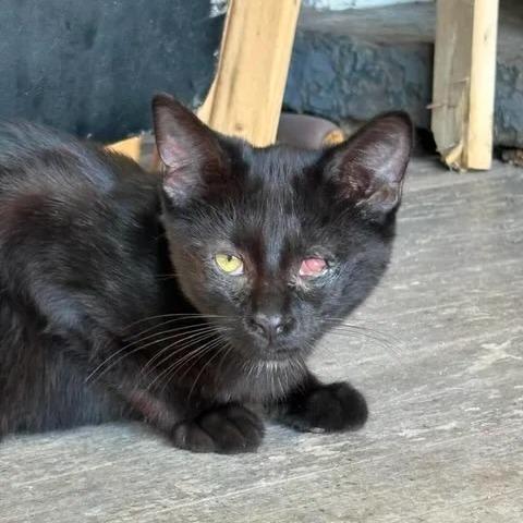Enlarge Winkie, a Adoptable Domestic Short Hair in Winchester, VA image 1/2