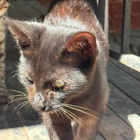 Enlarge Winkie, a Adoptable Domestic Short Hair in Winchester, VA image 2/2