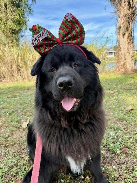 Enlarge OSO, a Adoptable mixed breed in Naples, FL image 1/1