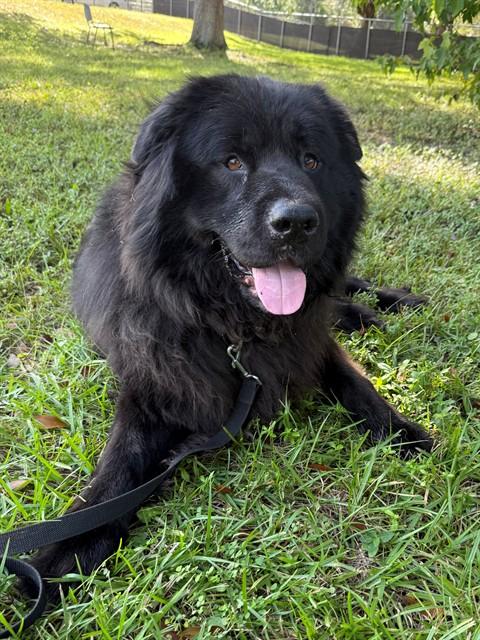Enlarge OSO, a Adoptable mixed breed in Naples, FL image 1/1