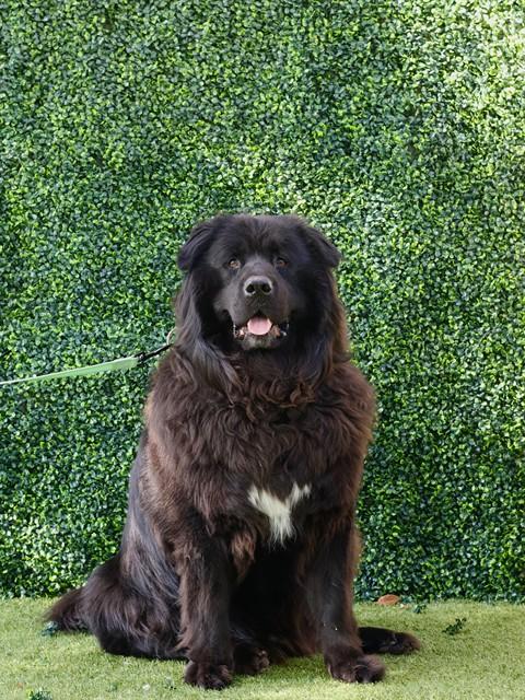 OSO, Adoptable, Adult Male Chow Chow & Mixed Breed.