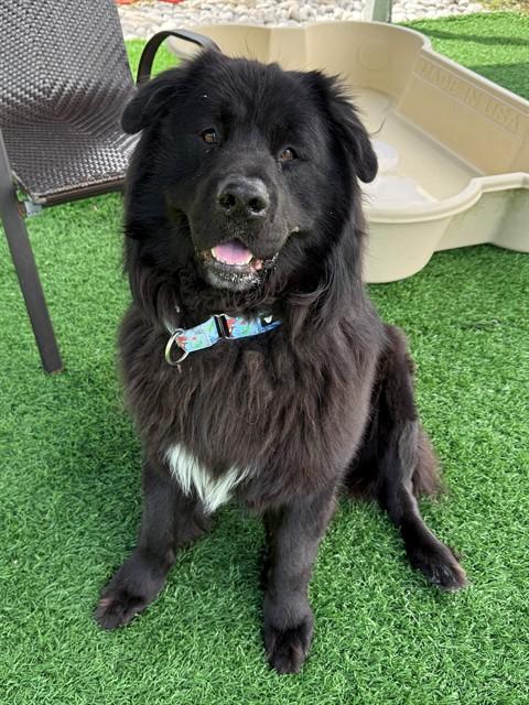 OSO, Adoptable, Adult Male Chow Chow & Mixed Breed.