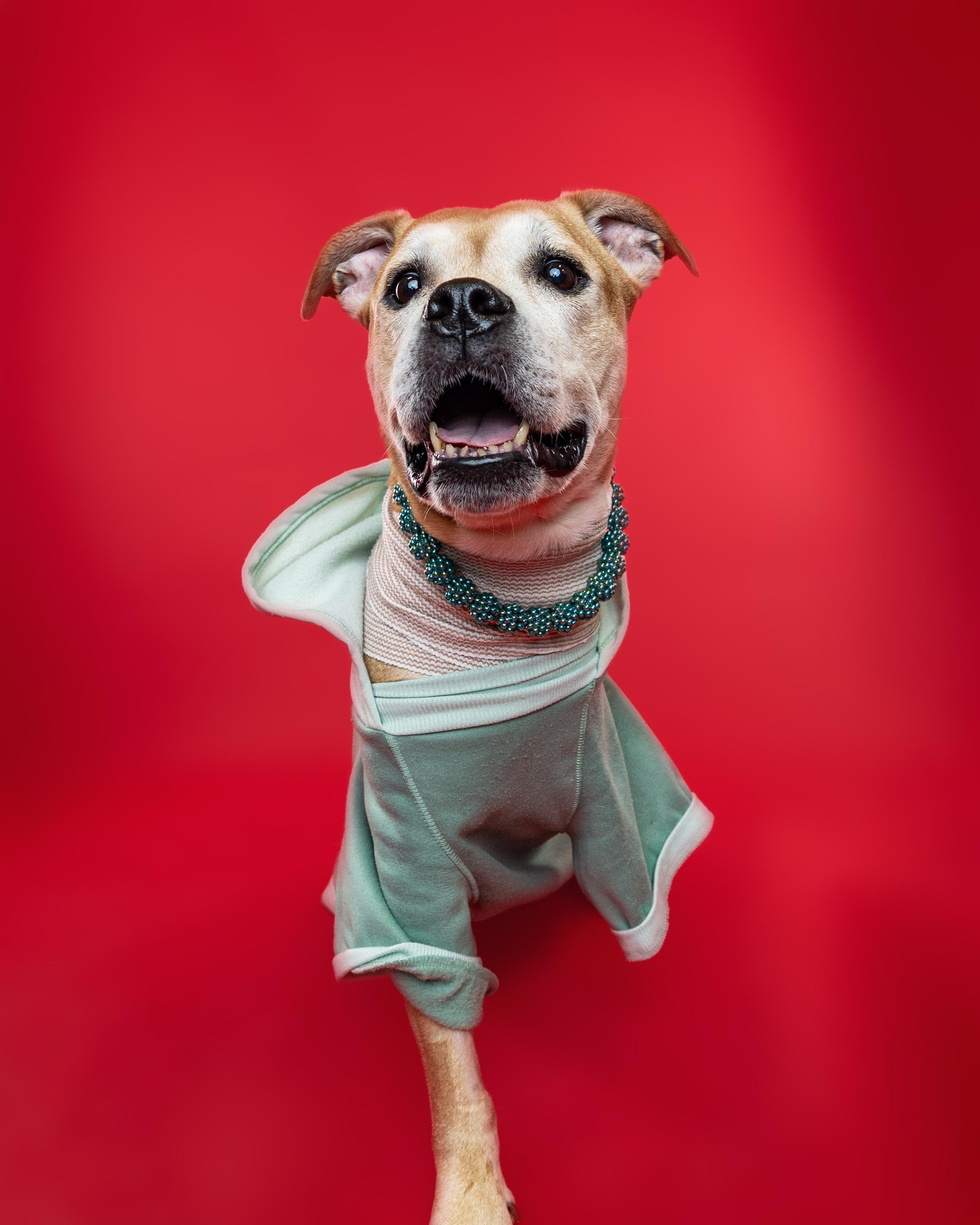 Honey, ADOPTABLE, Senior Female Pit Bull Terrier.