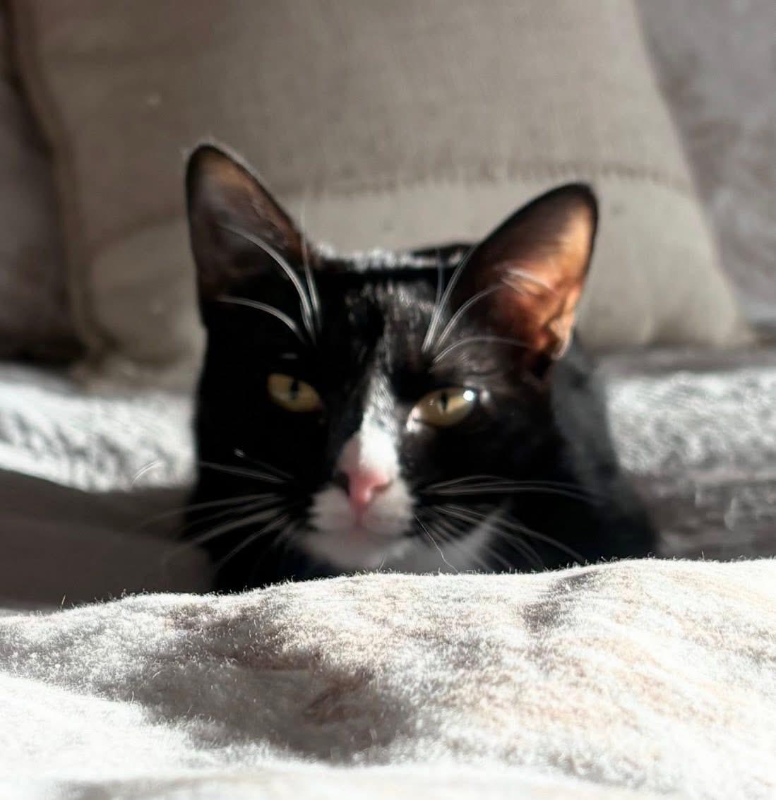 Lola( adorable, friendly and sweet), an adoptable Domestic Short Hair in Staten Island, NY image 4/6