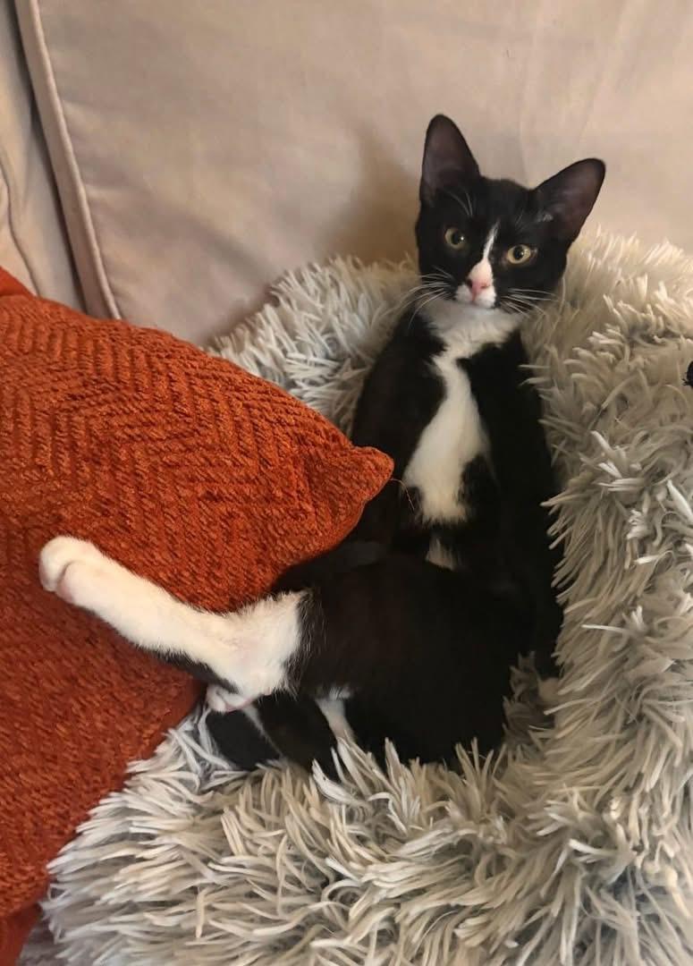 Lola( adorable, friendly and sweet), an adoptable Domestic Short Hair in Staten Island, NY image 5/6