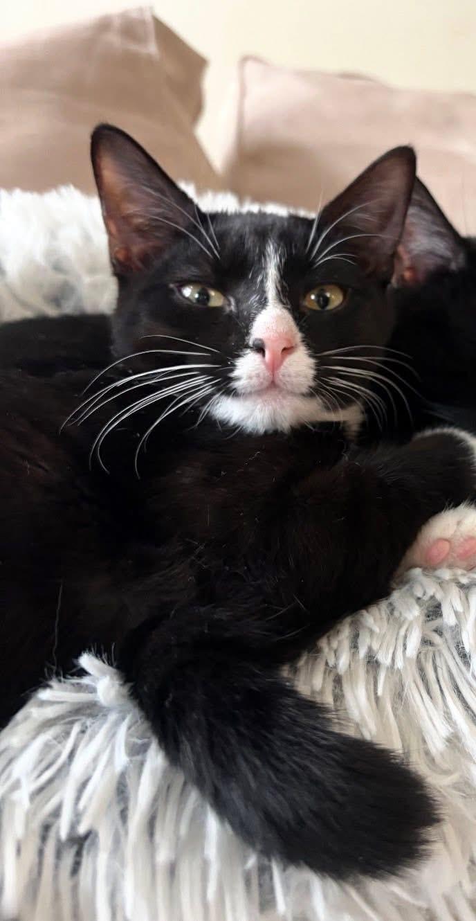 Lola( adorable, friendly and sweet), adoptable, Kitten Female Domestic Short Hair.