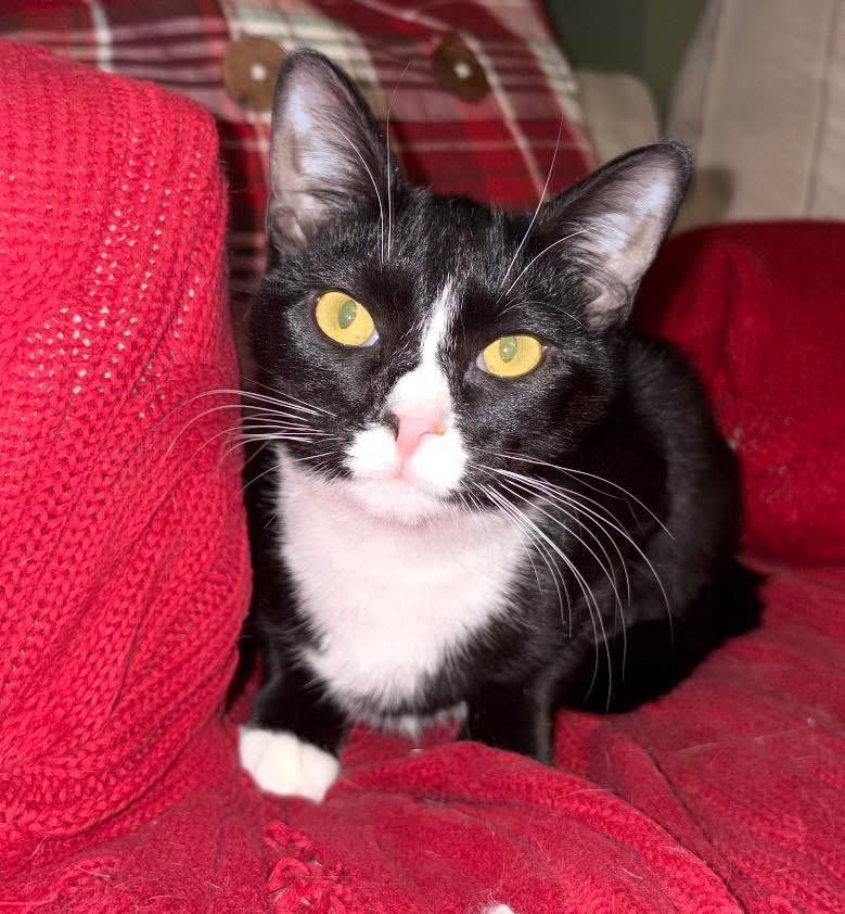 Lola( adorable, friendly and sweet), an adoptable Domestic Short Hair in Staten Island, NY image 2/6