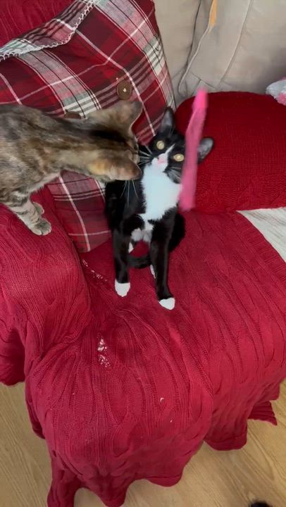 Enlarge Lola( adorable, friendly and sweet), an adoptable Domestic Short Hair in Staten Island, NY video 6/6