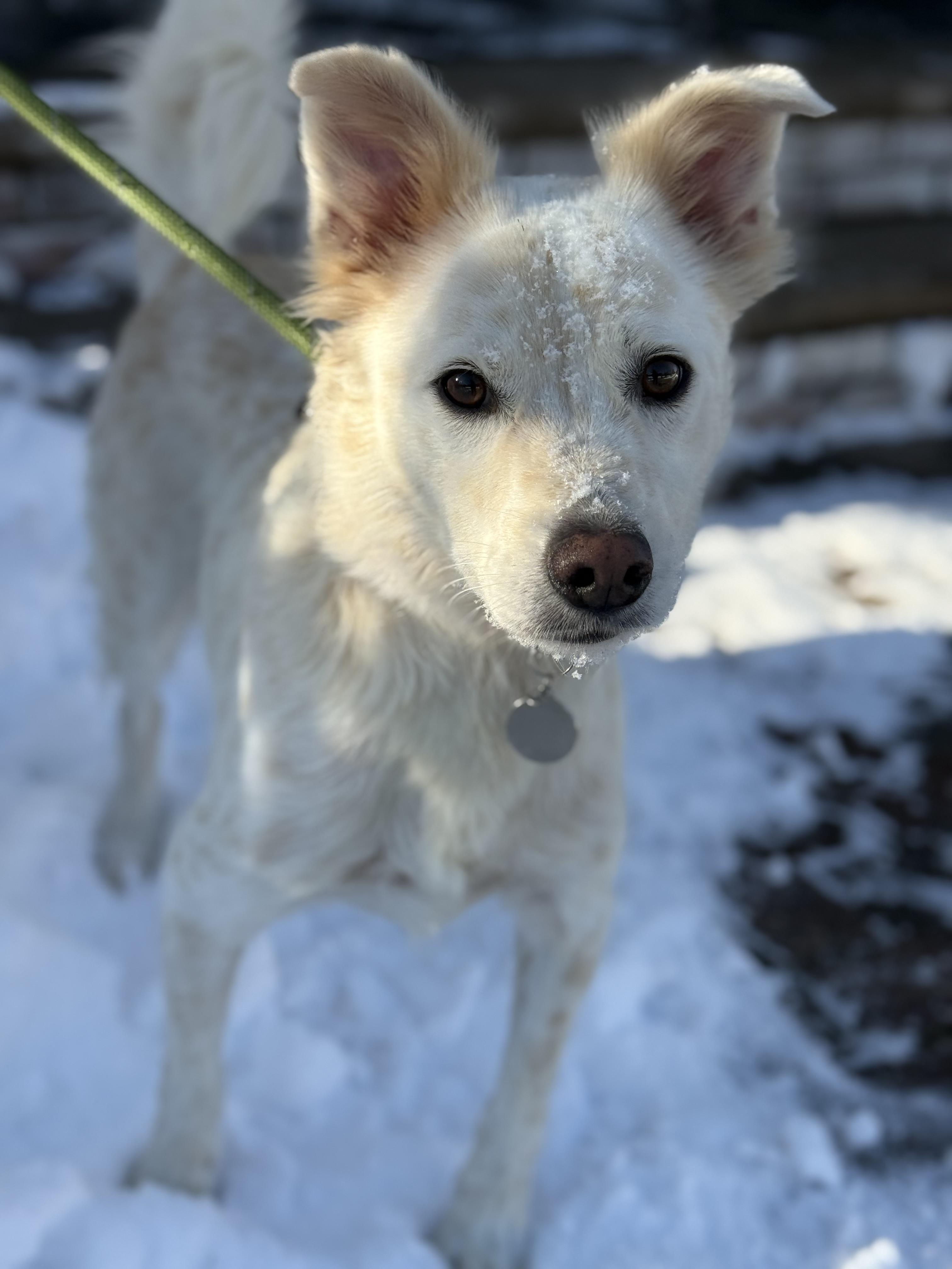 Enlarge Sol , a ADOPTABLE mixed breed in Mendham, NJ image 1/5