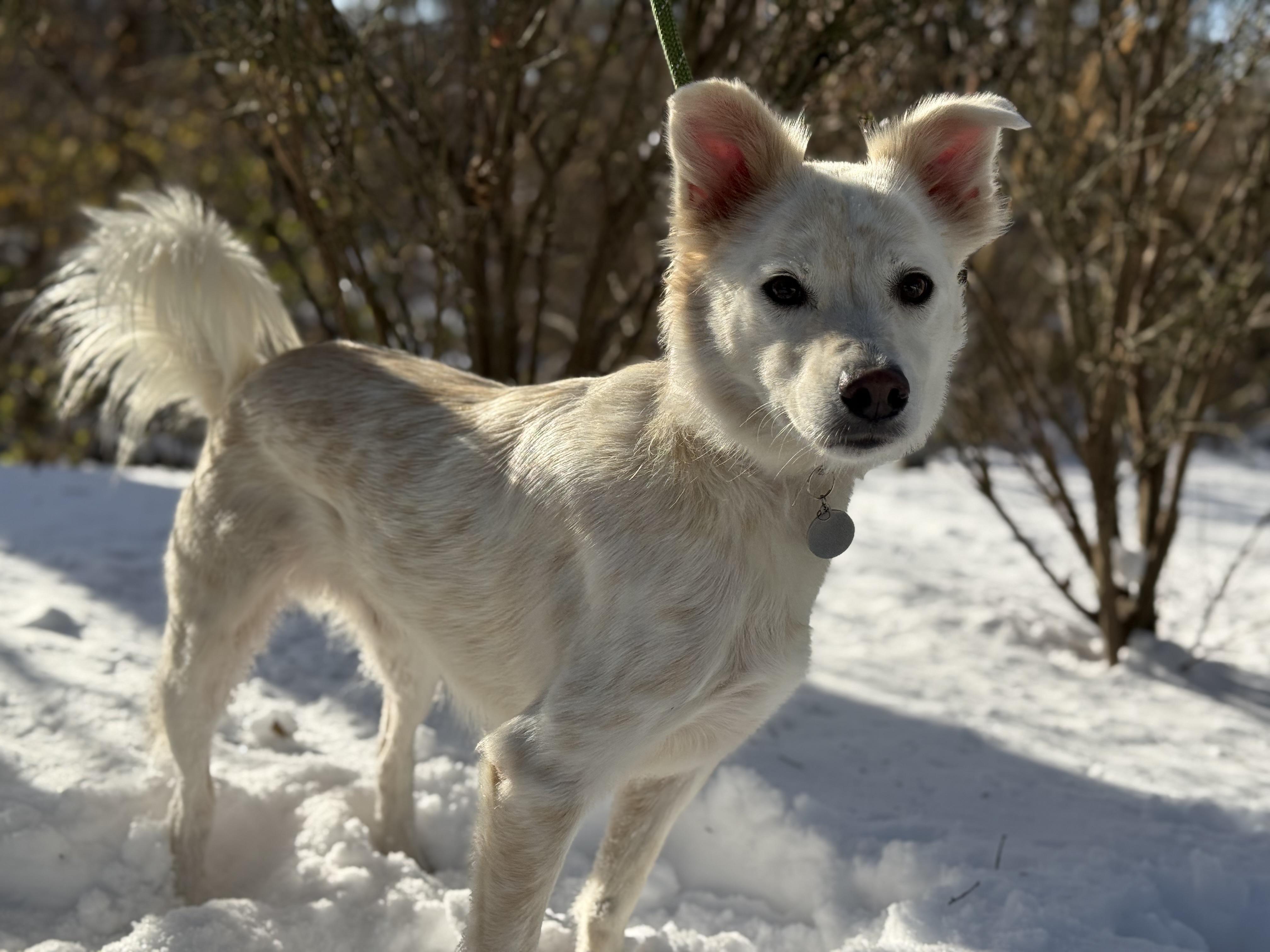 Enlarge Sol , a ADOPTABLE mixed breed in Mendham, NJ image 4/5